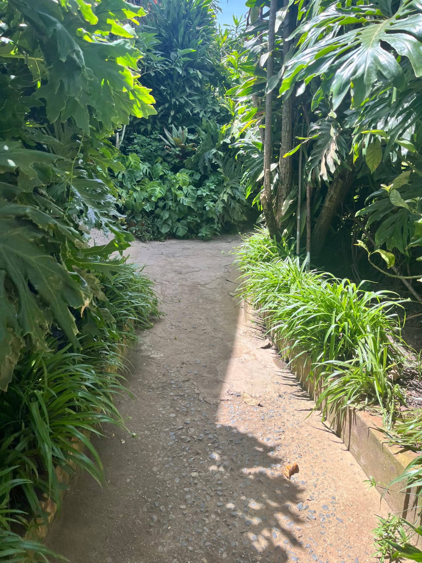 Garden path lined with tropical plants